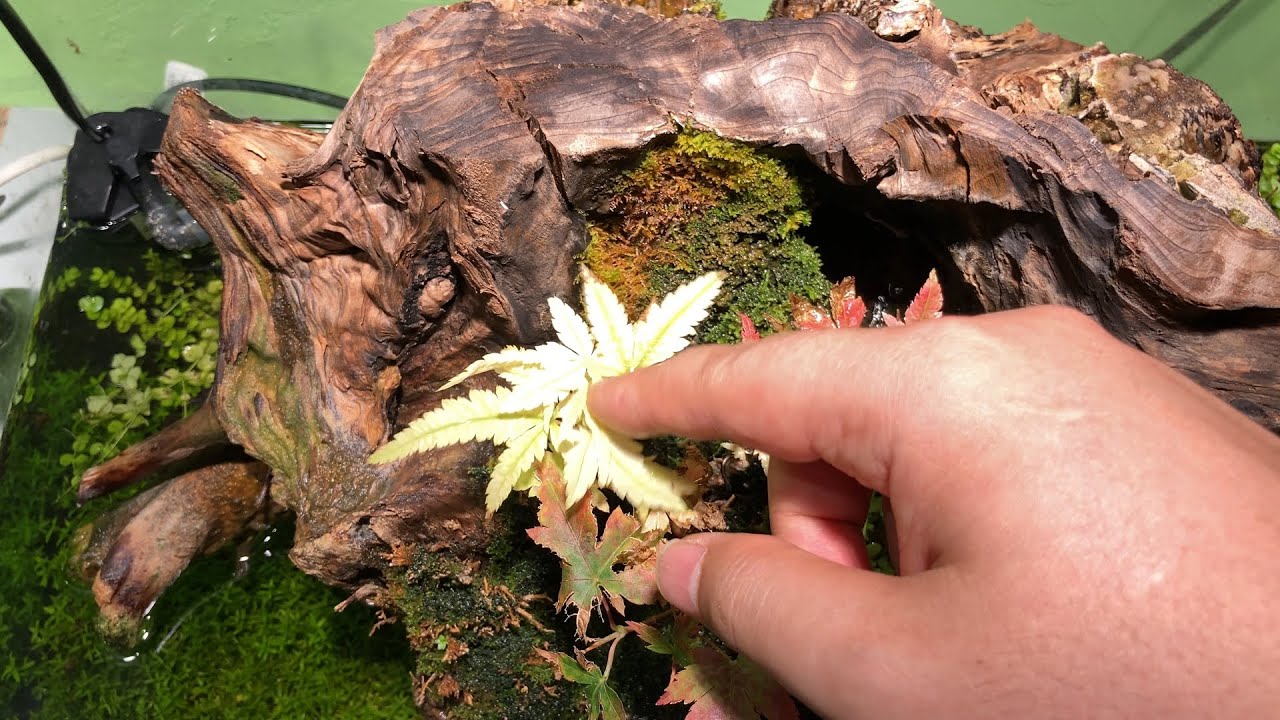 【除草】　日々メンテ　【60・桶】
