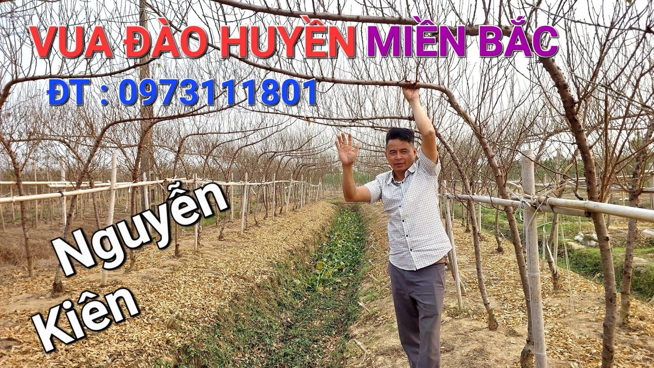 CHOÁNG NGỢP khi đến thăm VUA ĐÀO HUYỀN MIỀN BẮC mỗi năm bán 4000 cây NV anh KIÊN đt :  0973111801 .