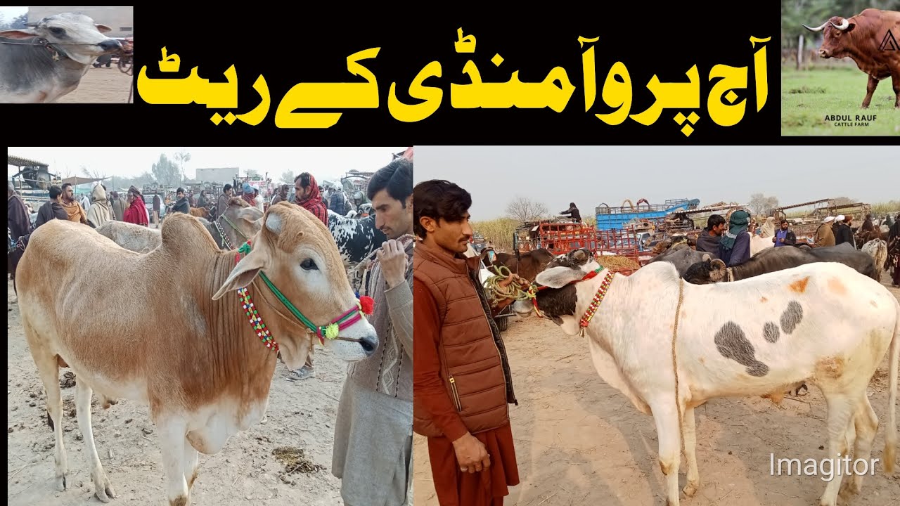 Paroa Mandi Dera Ismail Khan | Bachray Ki Aaj Ki Mandi | Latest Rates Today 21   2026