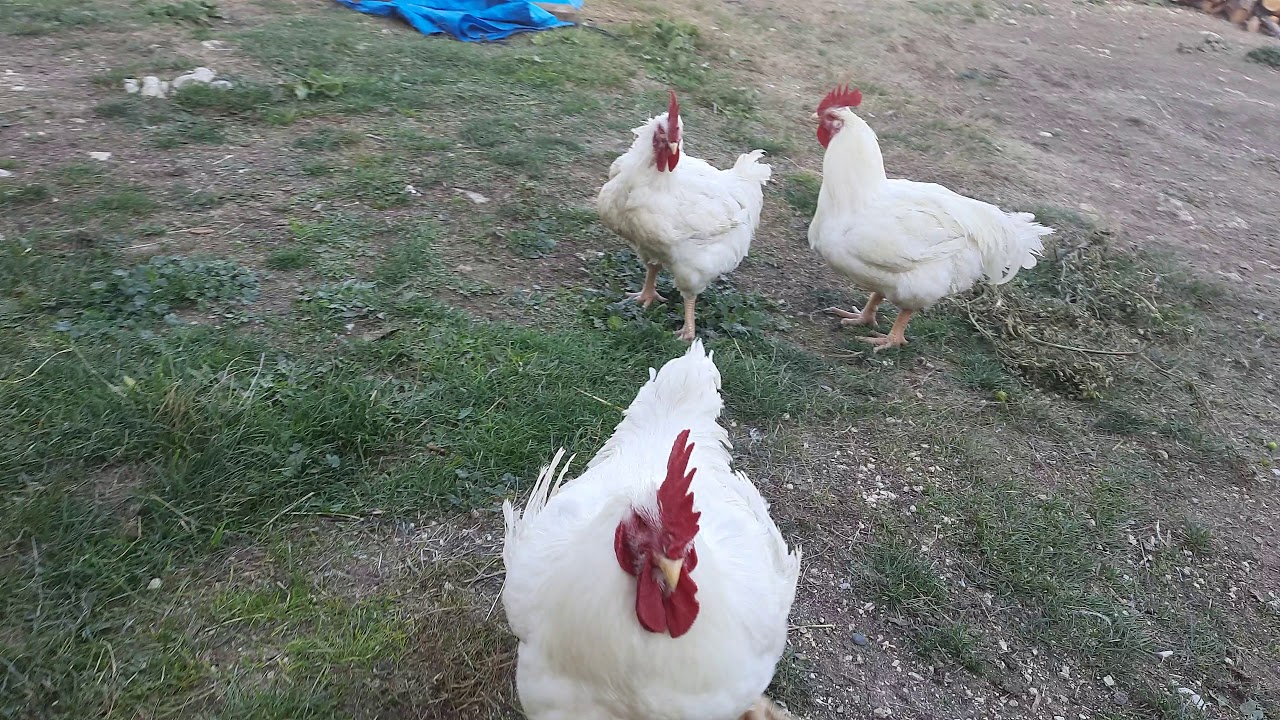 HAYBORA (ETLİK ) HOROZLAR.