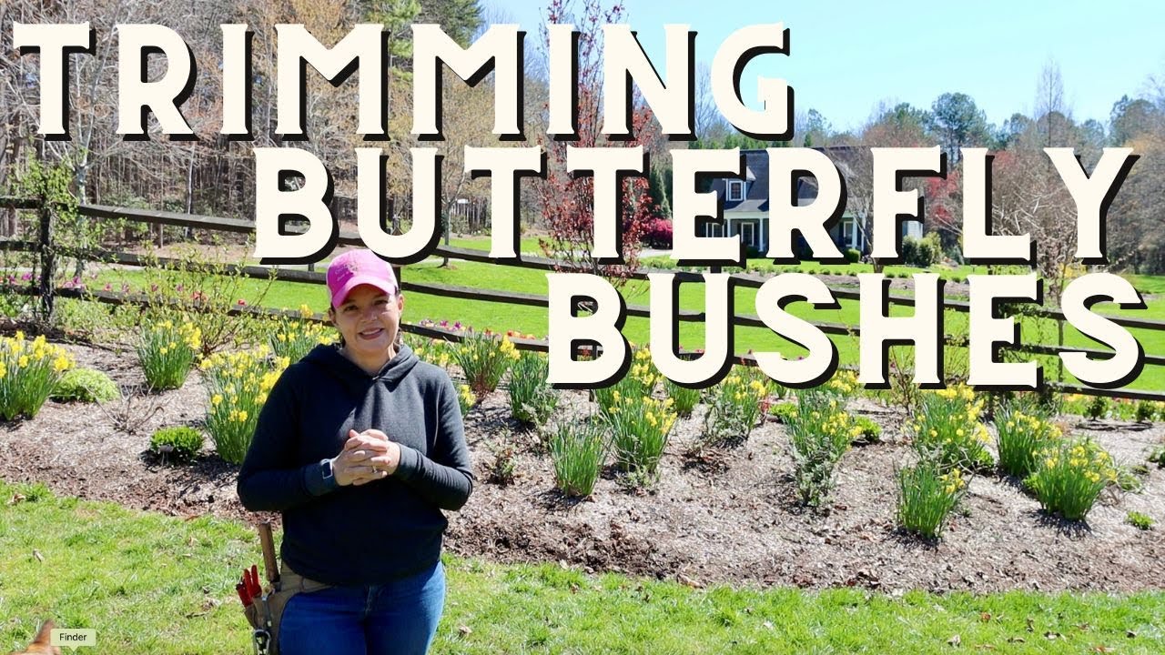 Пошаговое руководство: как обрезать кусты бабочек
