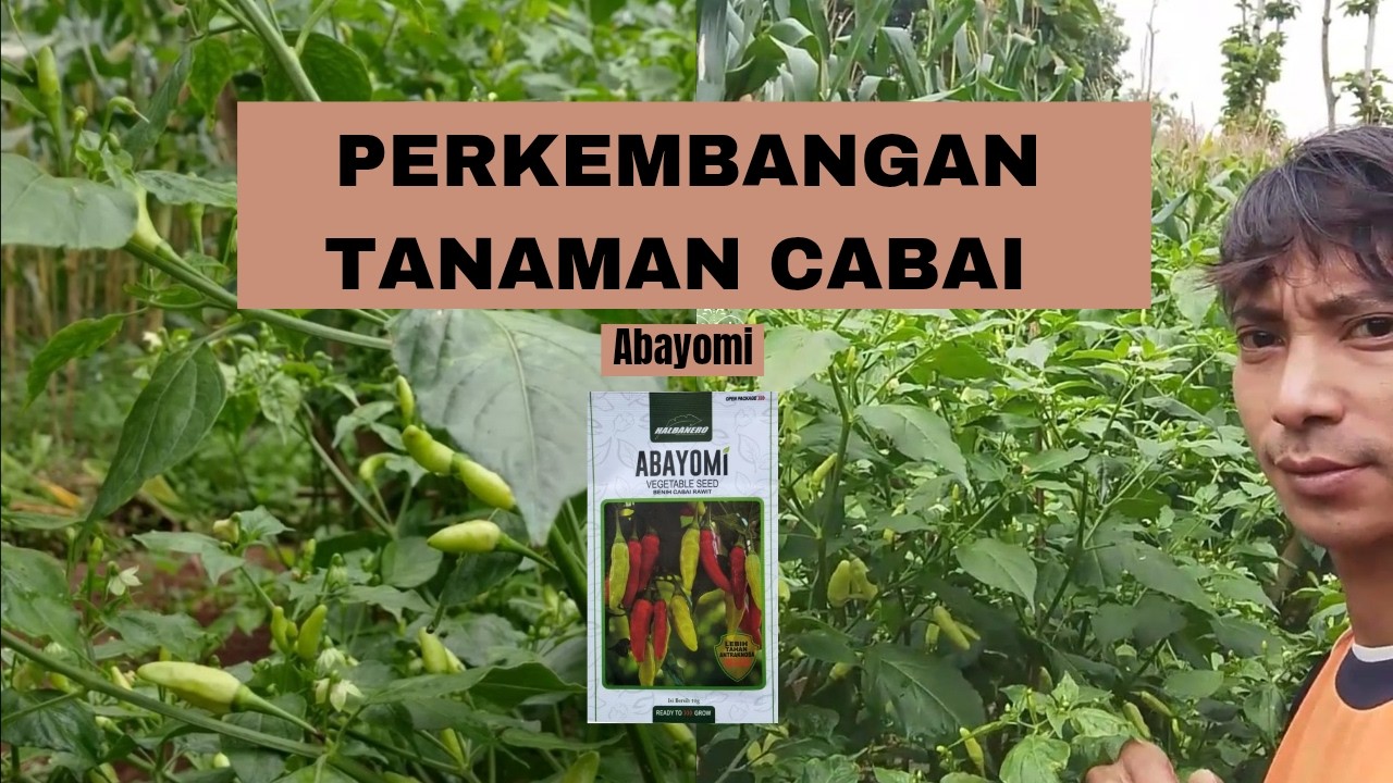 Perkembangan cabai rawit varietas abayomi