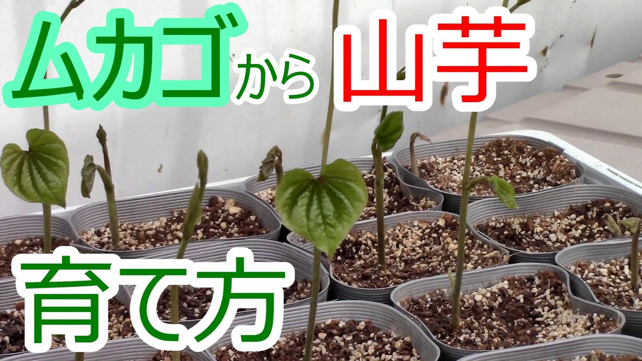 ムカゴから山芋 育て方 #1 苗の定植 2022.4.29