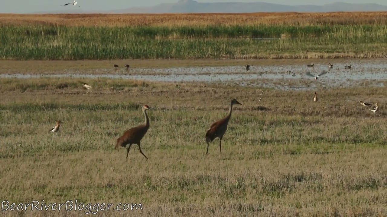 American Avocets Defending Their Nests From Sandhill Cranes.