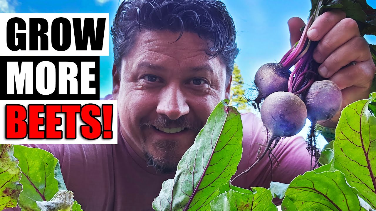 Growing Beets From Seed To Harvest - The Definitive Guide