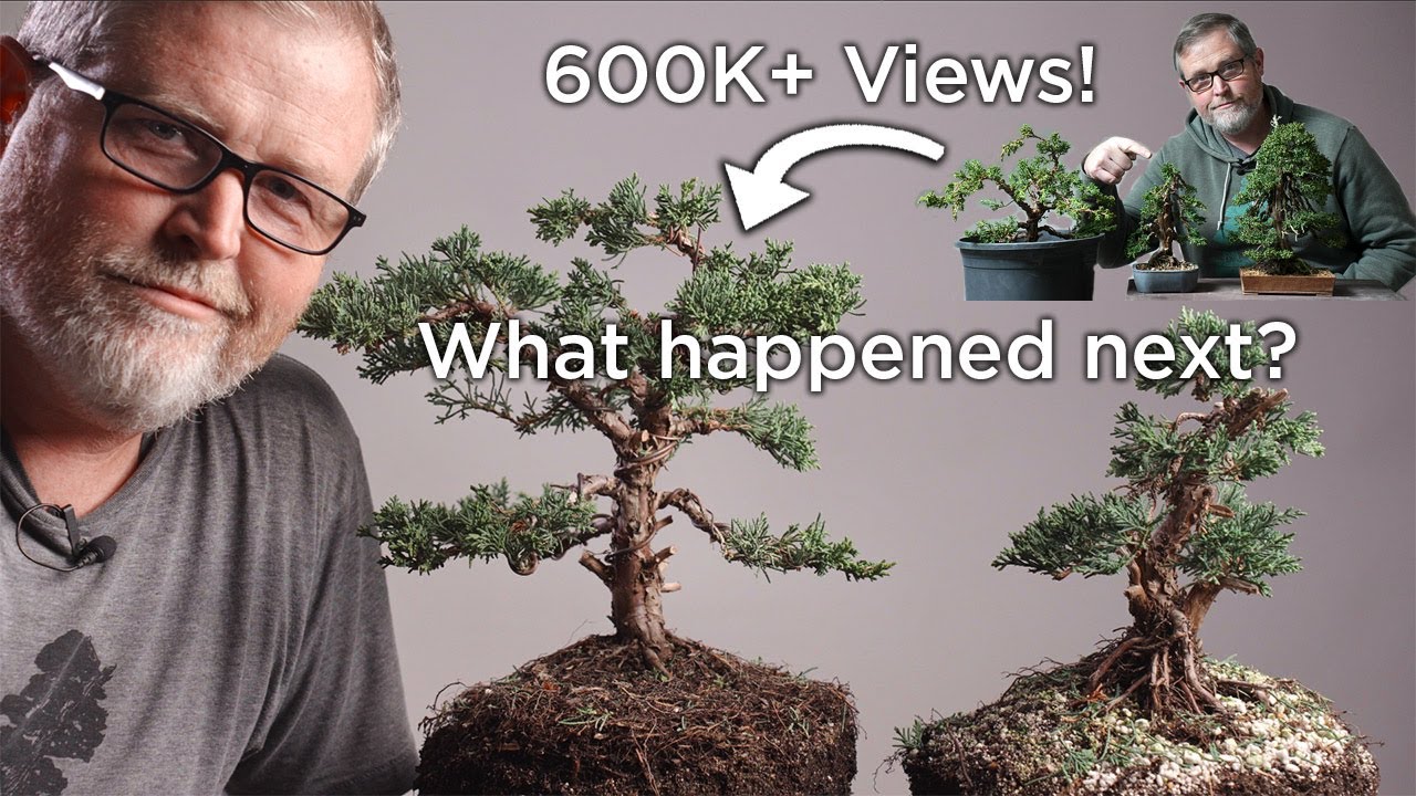 Bonsaify | Developing Refined Bonsai from Nursery Stock: Revisiting the One Mistake Beginners Make