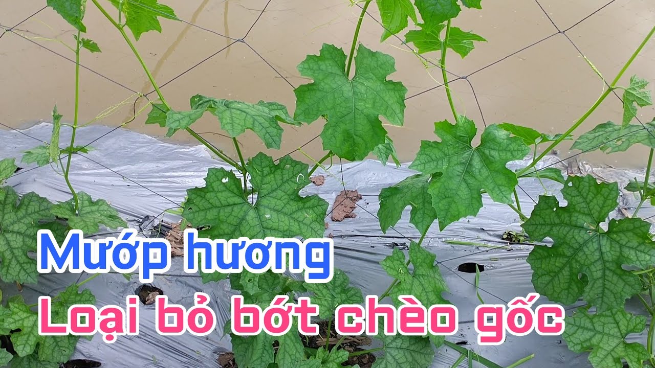 Kỹ thuật trồng mướp hương: P13-Tuyển chèo, loại bỏ chèo vô hiệu
