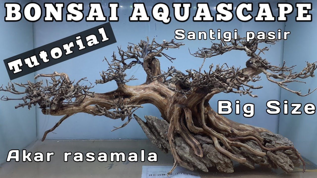 Membuat bonsai aquascape - large size with sand santigi twigs
