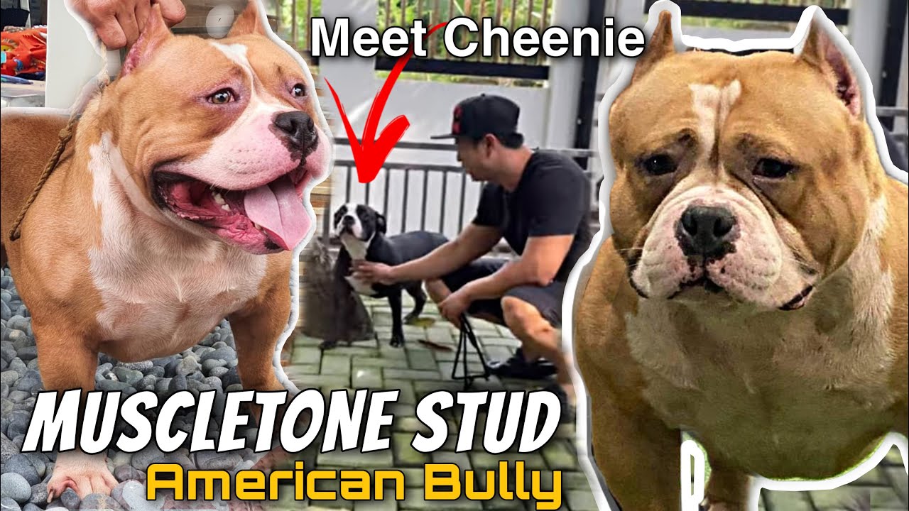 HEAT NA SIYA, SINO ANG STUD?! • MY AMERICAN BULLY REVEAL • Sam Walastik
