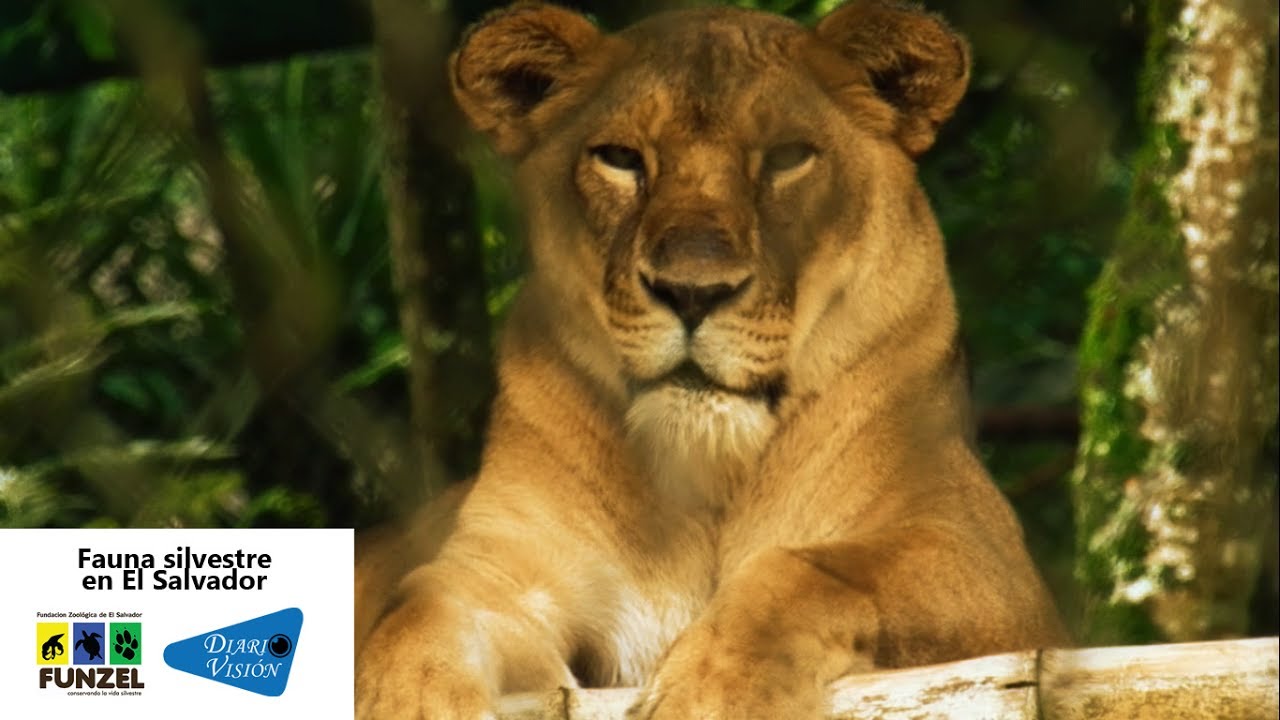 Fauna silvestre en El Salvador (Documental con propósito de proyecto académico)