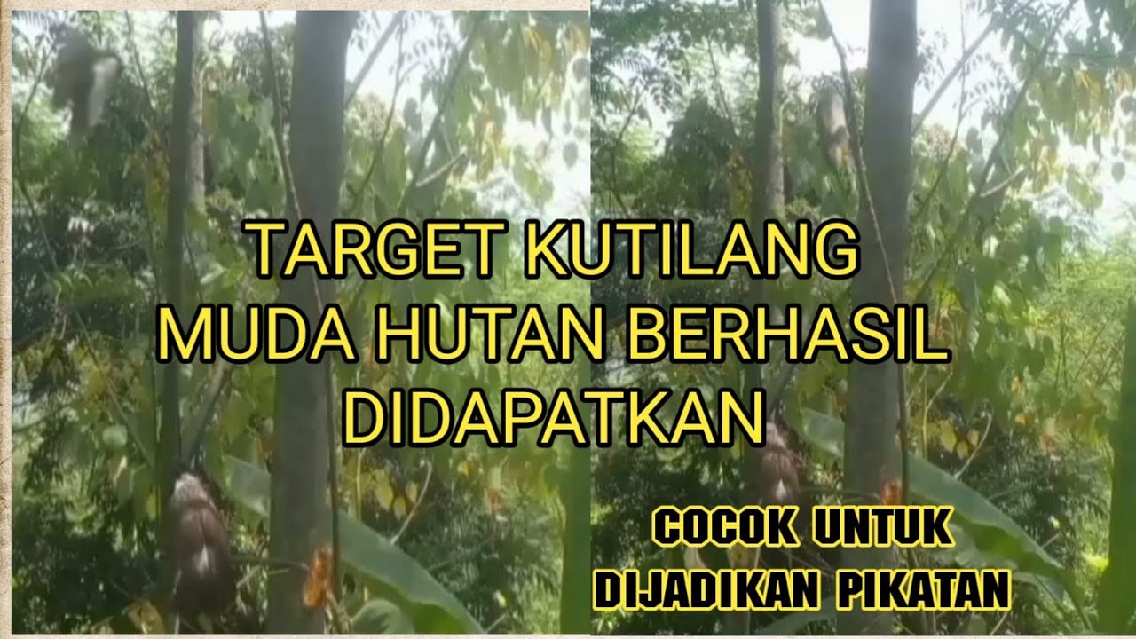 DAPAT KUTILANG MUDA HUTAN