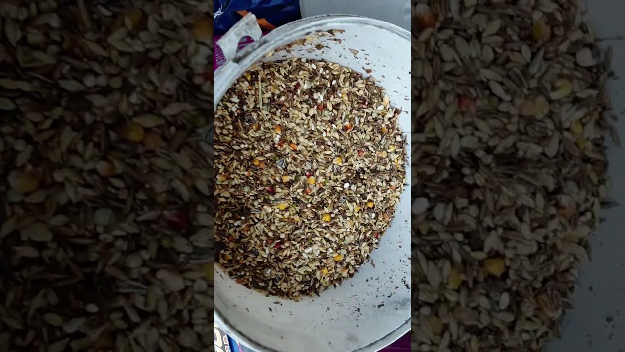 Mial być Flornas będzie Bayers karma w rozplodzie
