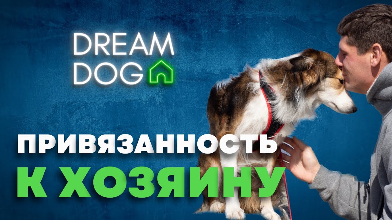 Привязанность к хозяину 🐶 Как научить собаку быть одной дома