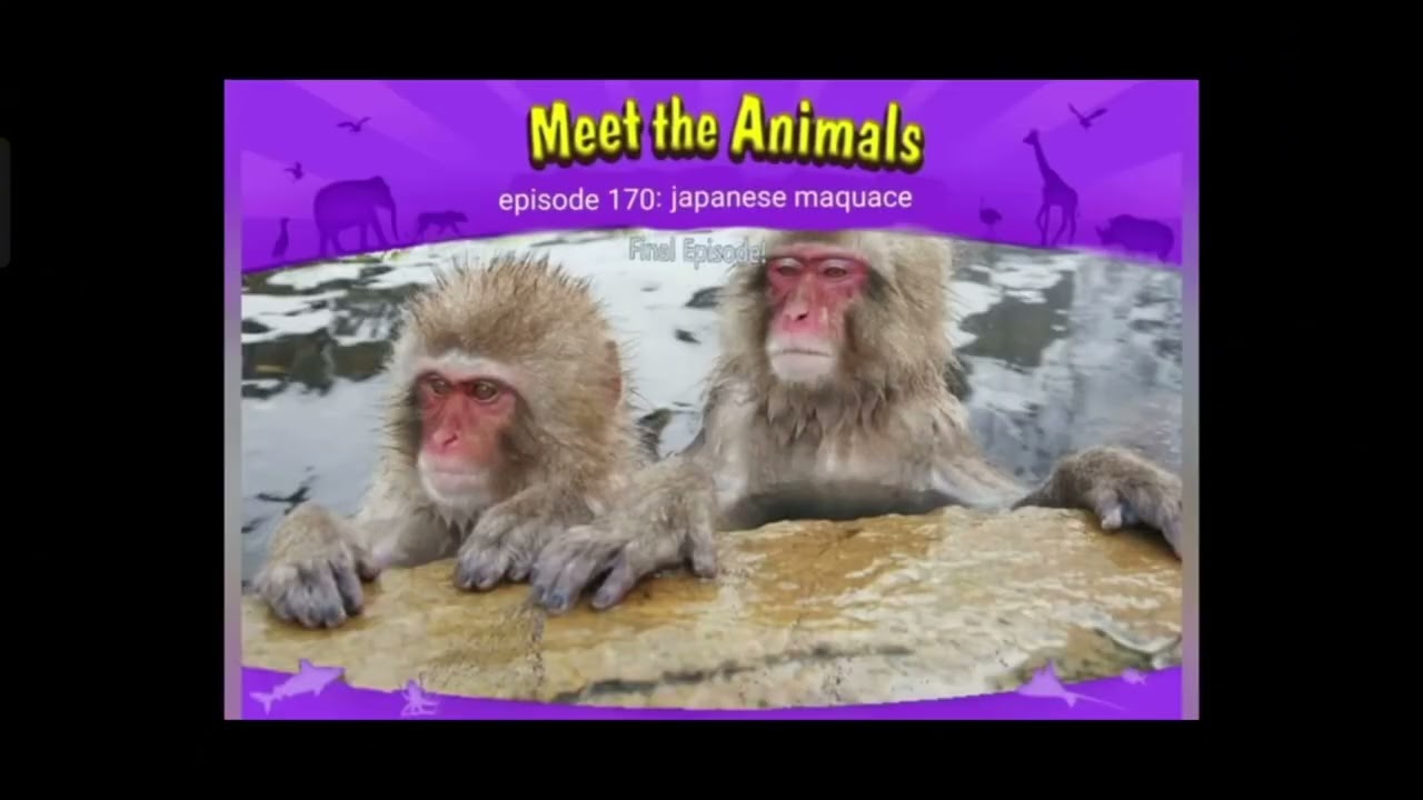 Meet the Animals Final Episode 1-400
