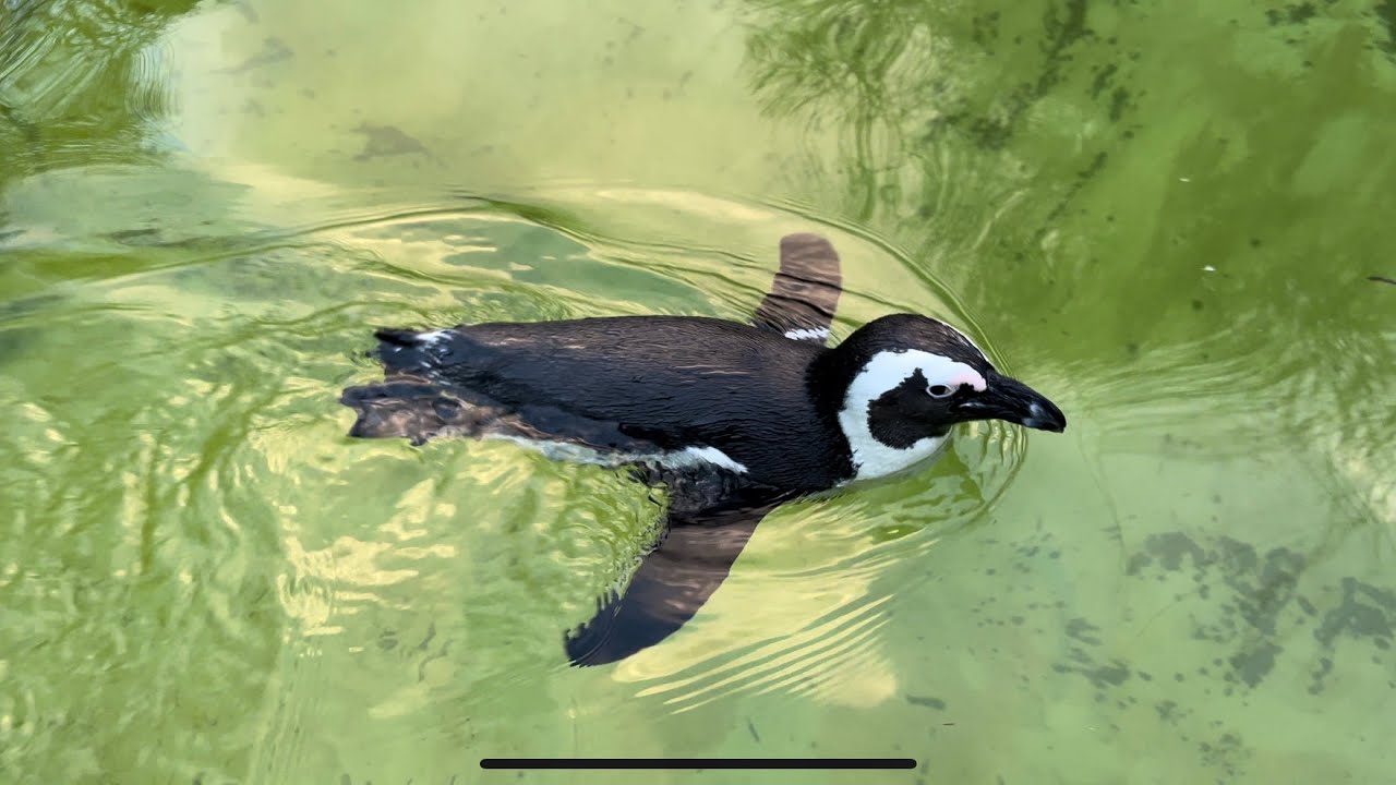 African penguin😁 #africanpenguin #penguin #penguins #wateranimals #animals #zooberlin #zoo