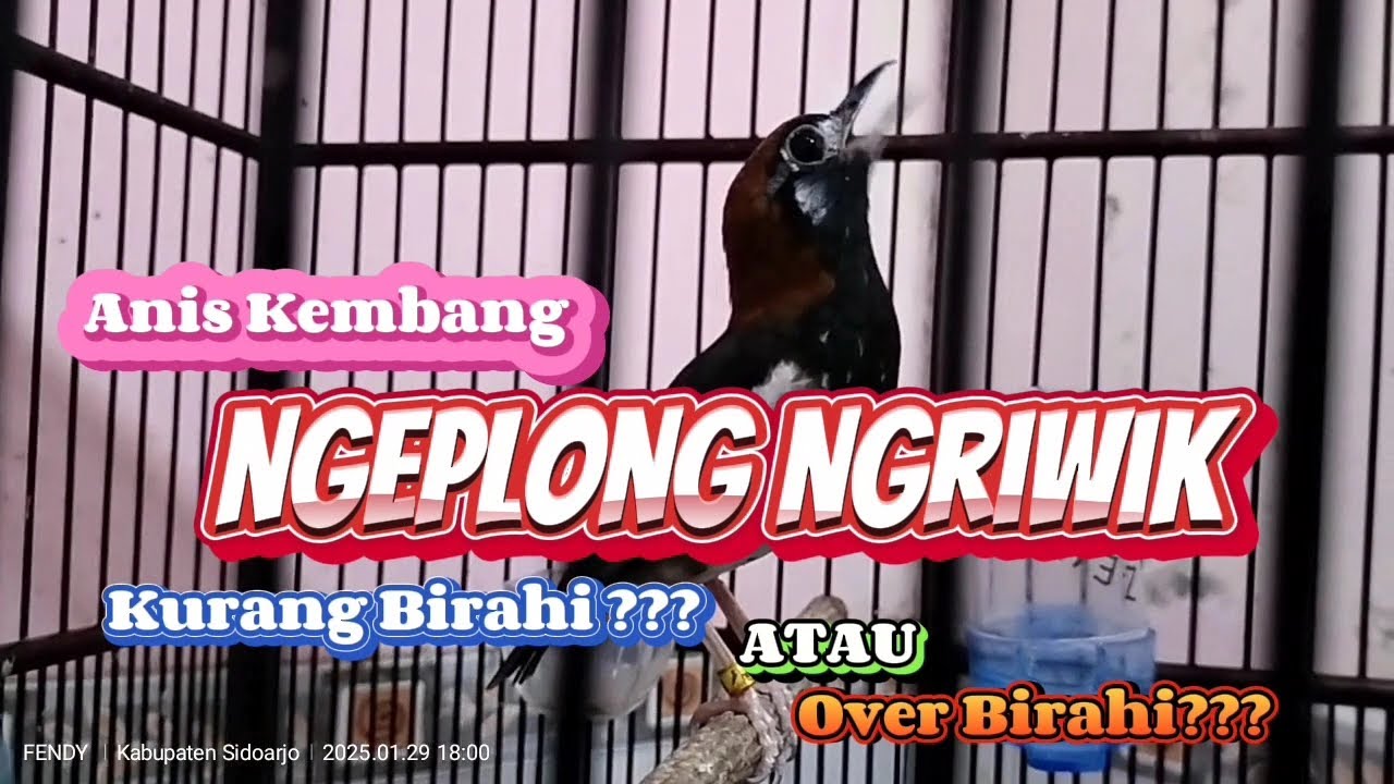 Anis Kembang Ngeplong Ngriwik Saja. Pahami Penyebab dan Solusi Yang Tepat