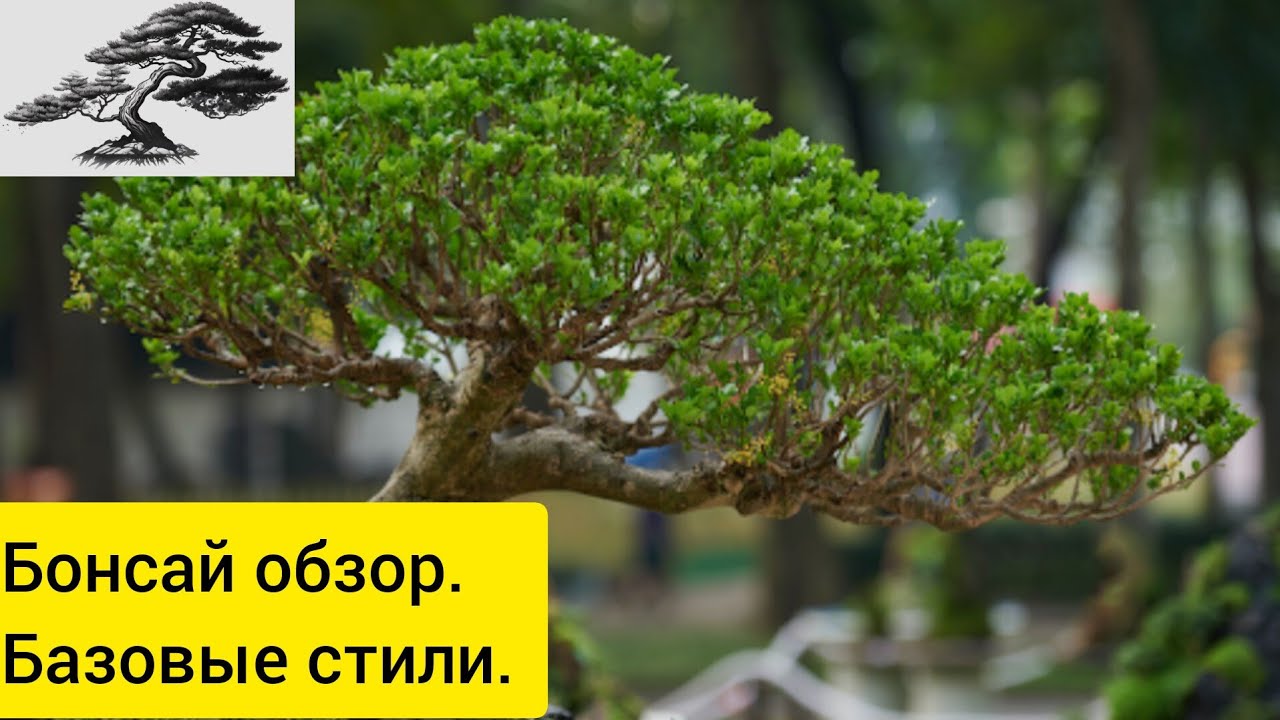 🌲Бонсай. Базовые стили!!! С каких лучше начинать новичкам??!🤔🤔🤔