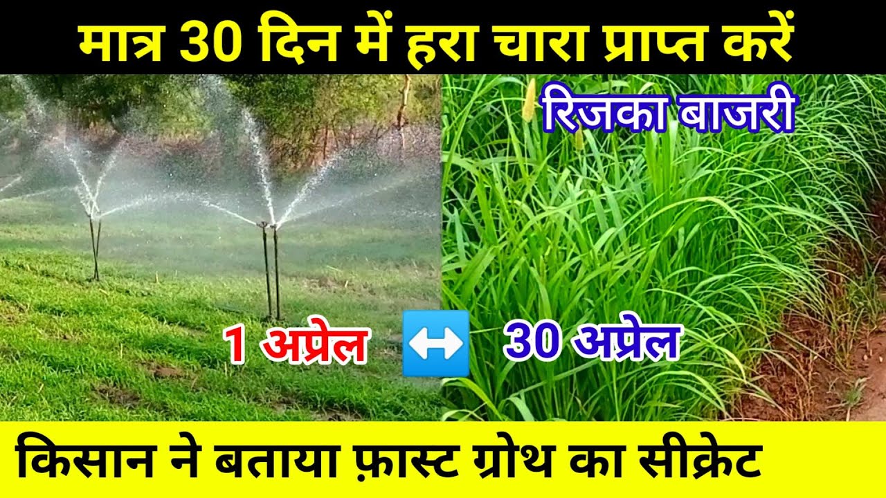 इस विधि से 30 दिन में तैयार होगा पशुओं के लिए हरा चारा। बाजरा की खेती कब व कैसे करें। रिजका बाजरी