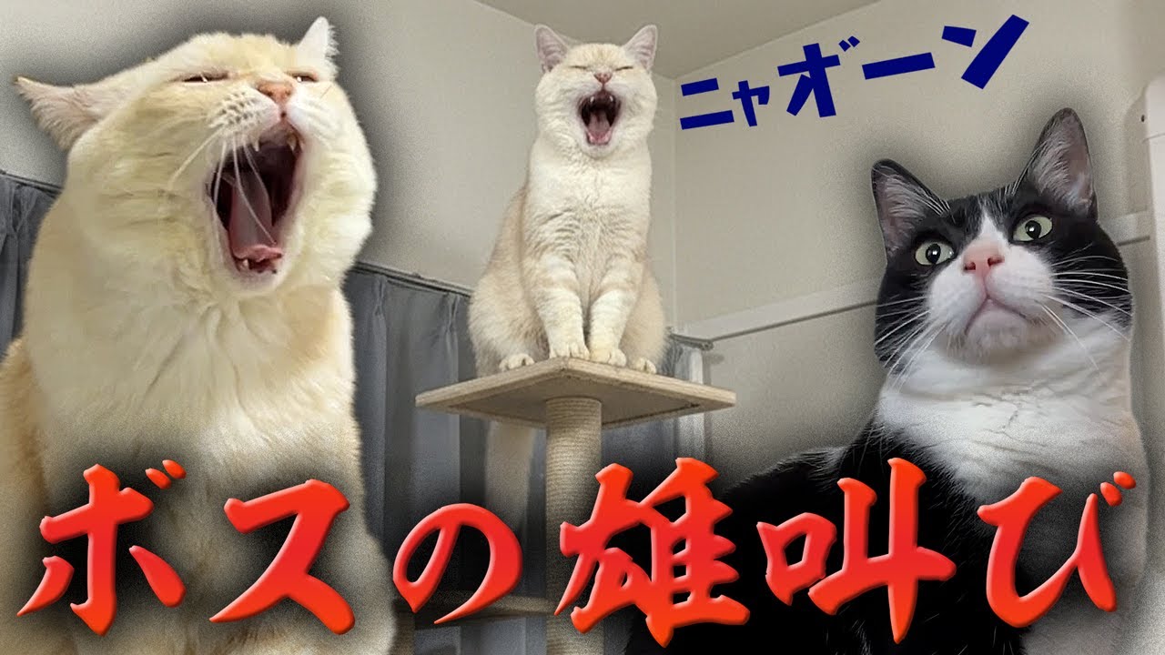 タワーの頂上で叫ぶボス猫…その後アツいバトル勃発！