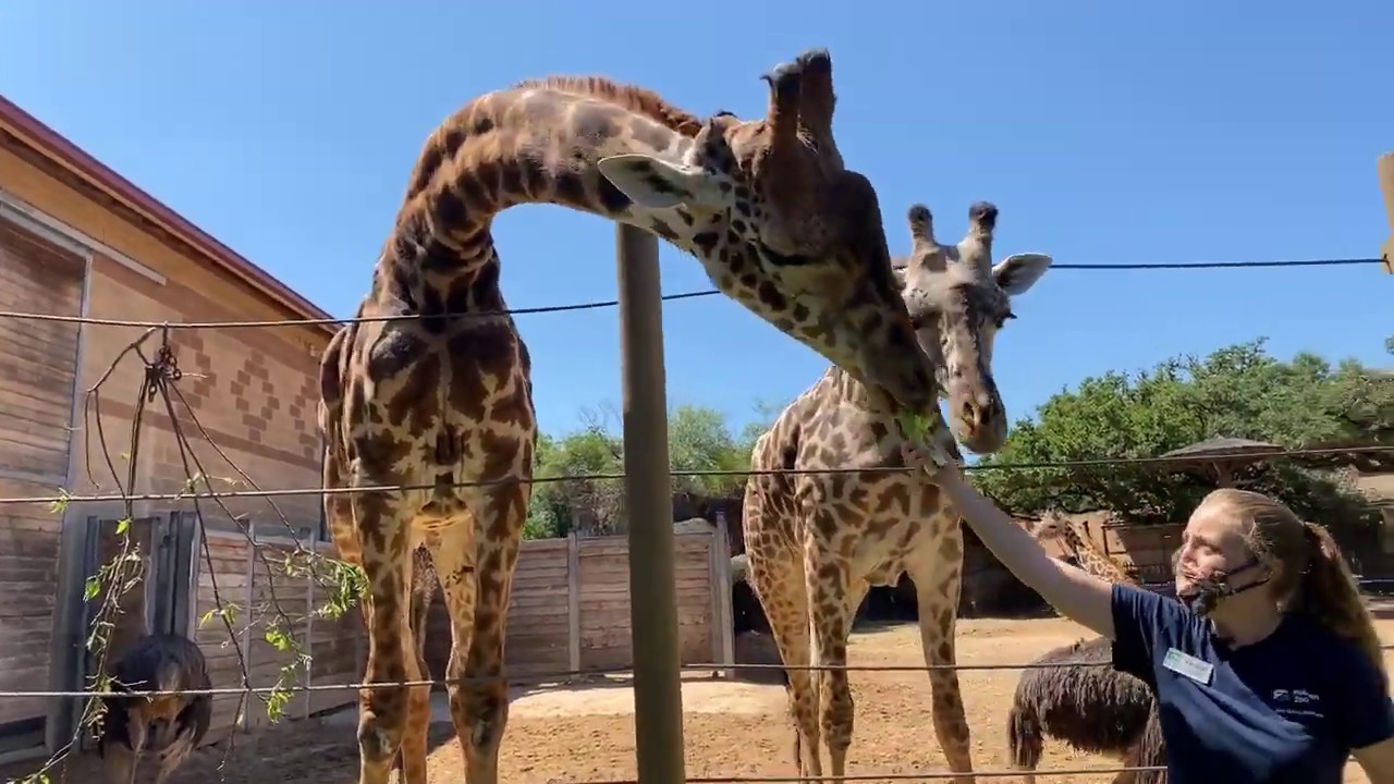 May 18 - Masai Giraffes