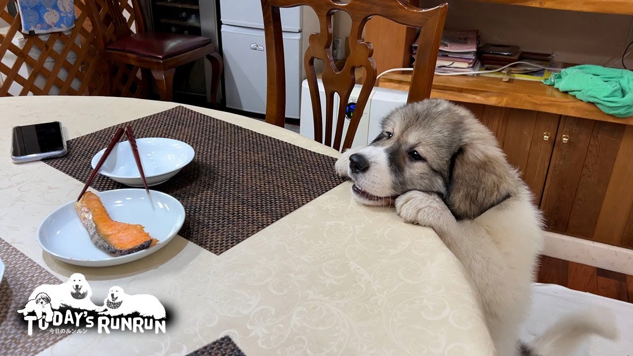 ダイニングテーブルの上がとても気になるベルです　Great Pyrenees　グレートピレニーズ