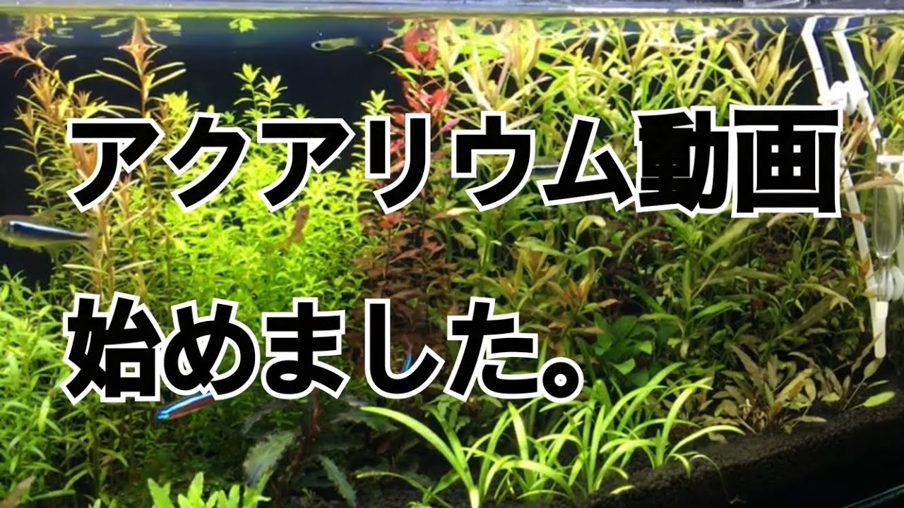 【第1話 】「アクアリウム動画始めました」