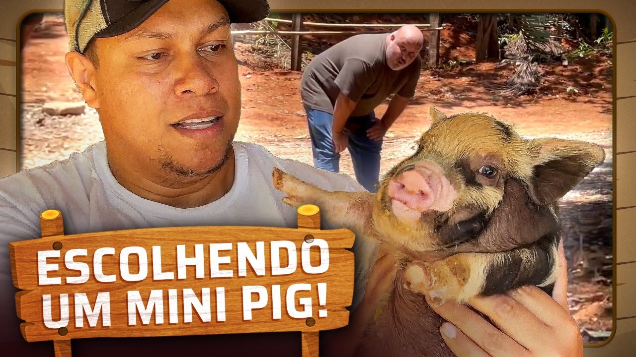 SELECIONANDO MINI-PORCOS PARA A CASA DOS BICHOS! | ARCA DO CHICO