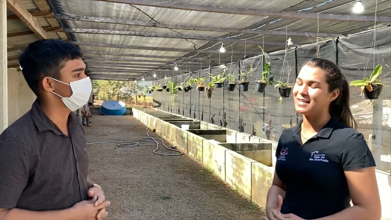 A piscicultura de Rondônia tem peixes ornamentais.