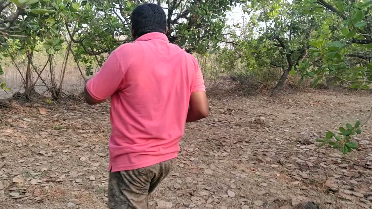 cashu nut collection ( kaju biya ) in my farm kokanatil kaju bag