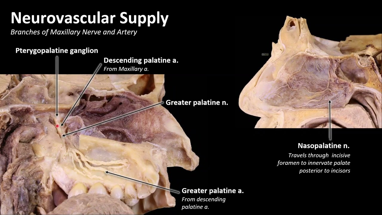 Hard Palate