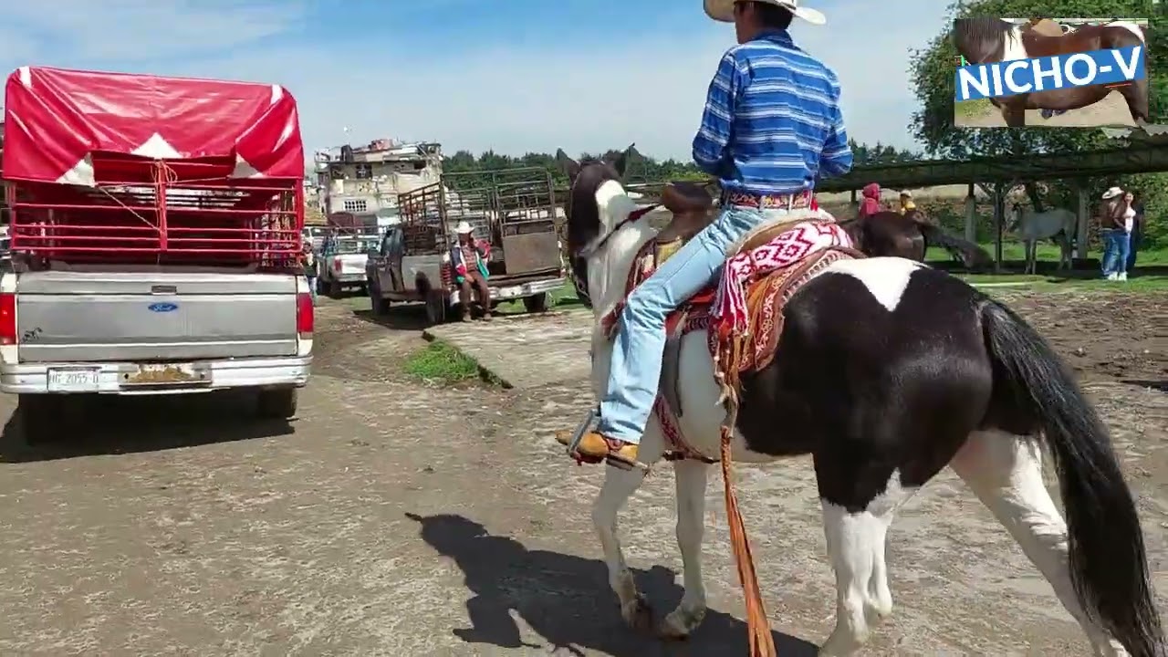 CABALLOS Y POTROS PINTOS DE LAS PLAZAS GANADERAS.