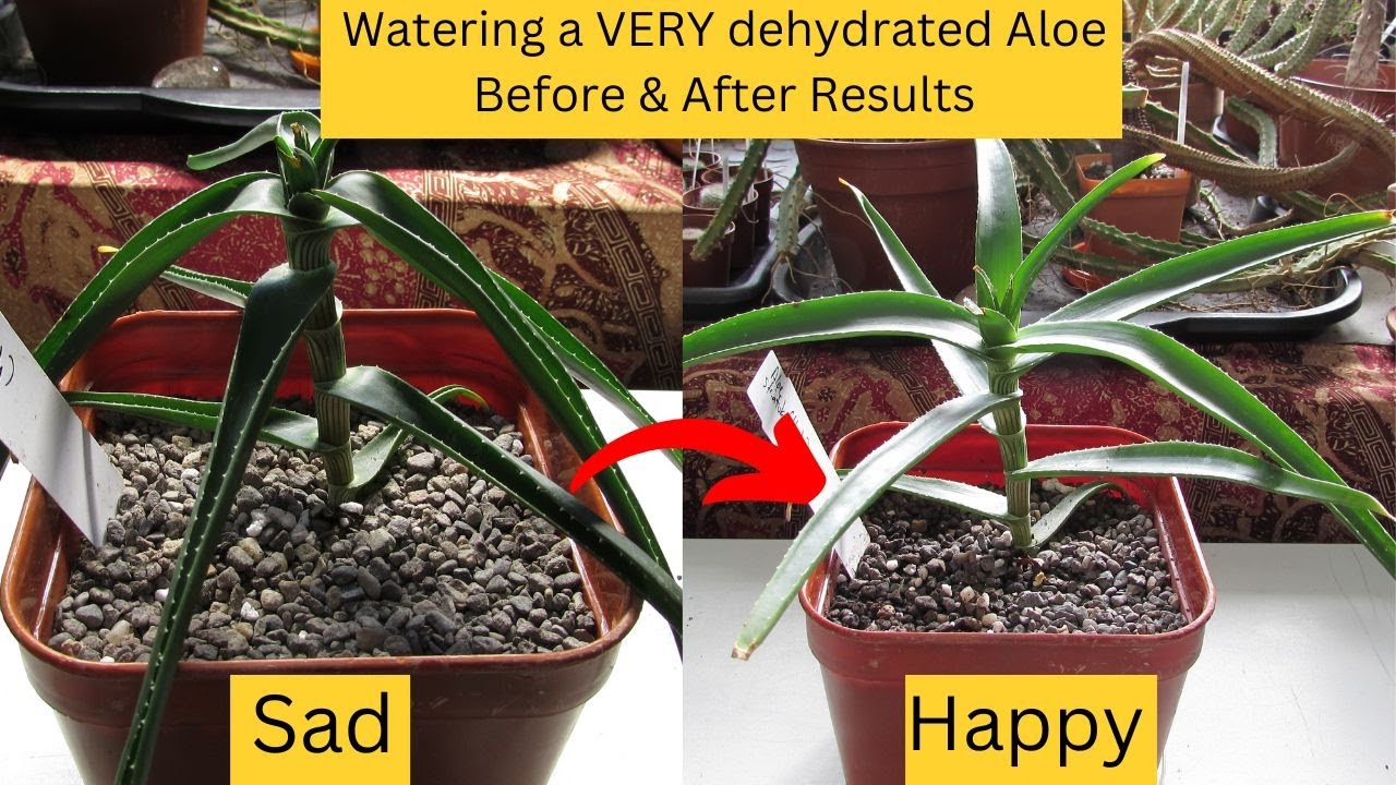 Watering a VERY dehydrated Aloe Before & After Results #cactus #cacti #succulents