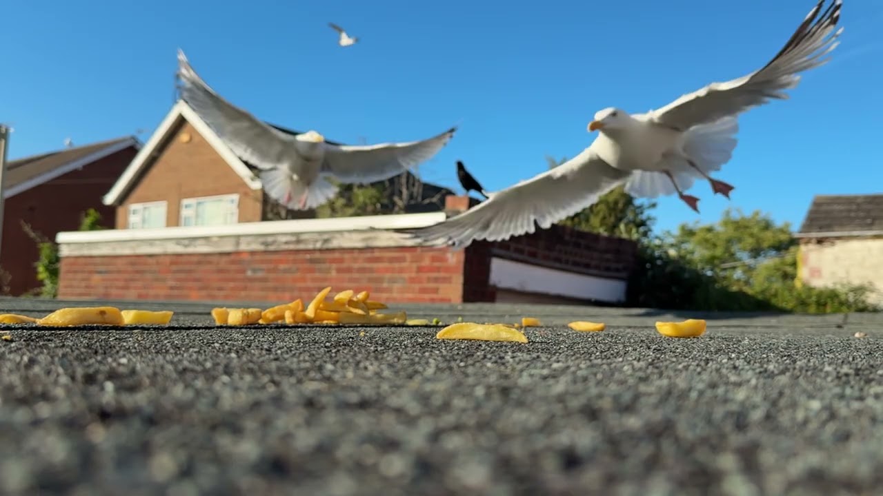 THE CHIP CHOMPING SAVAGE SEAGULLS OF SCARBOROUGH