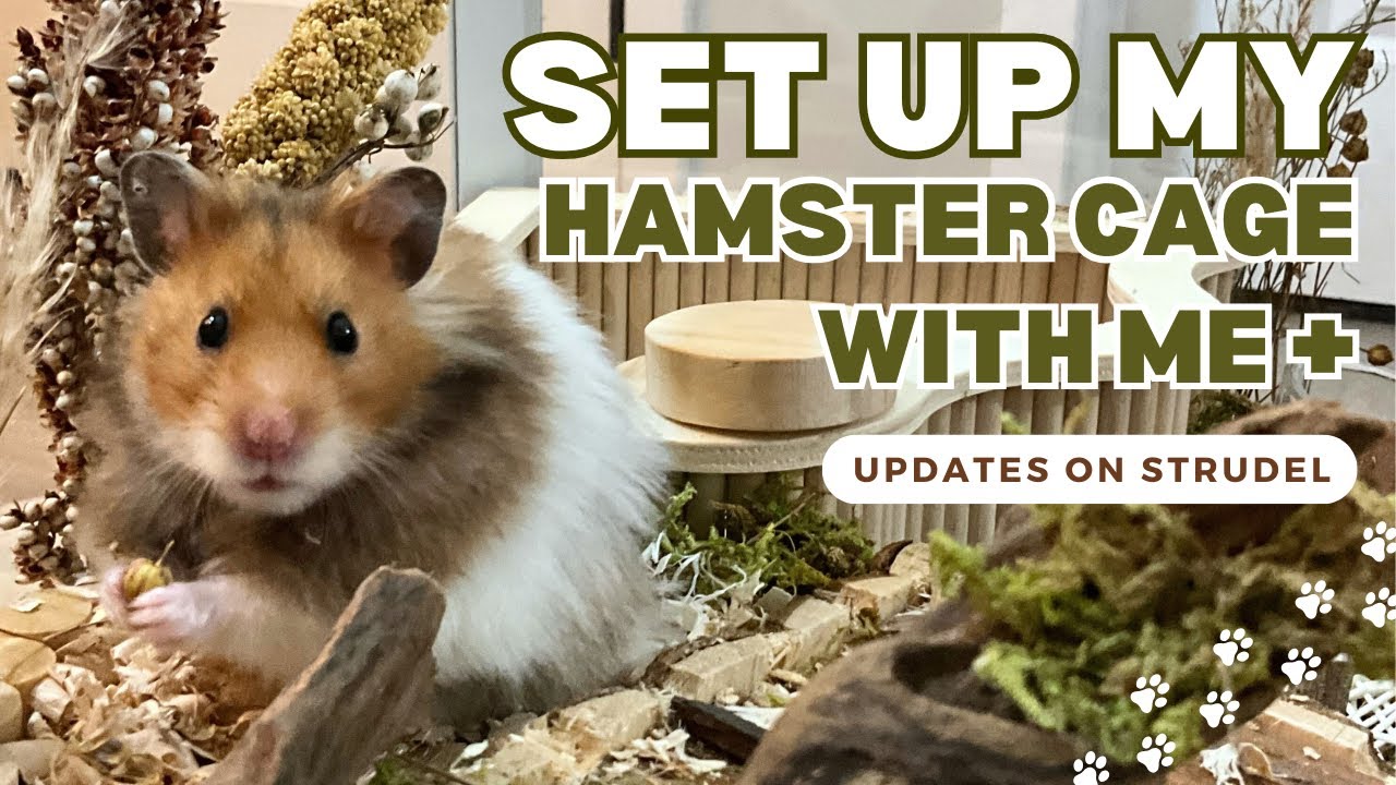 Timelapse my hamster’s cage with me & Strudel Updates