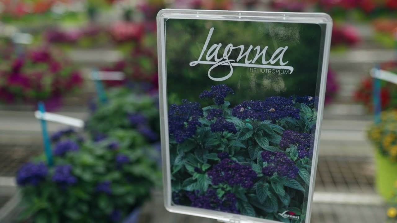 Bracteantha, Bidens, Heliotropium, Sanvitalia and Verbena - Lazzeri - English