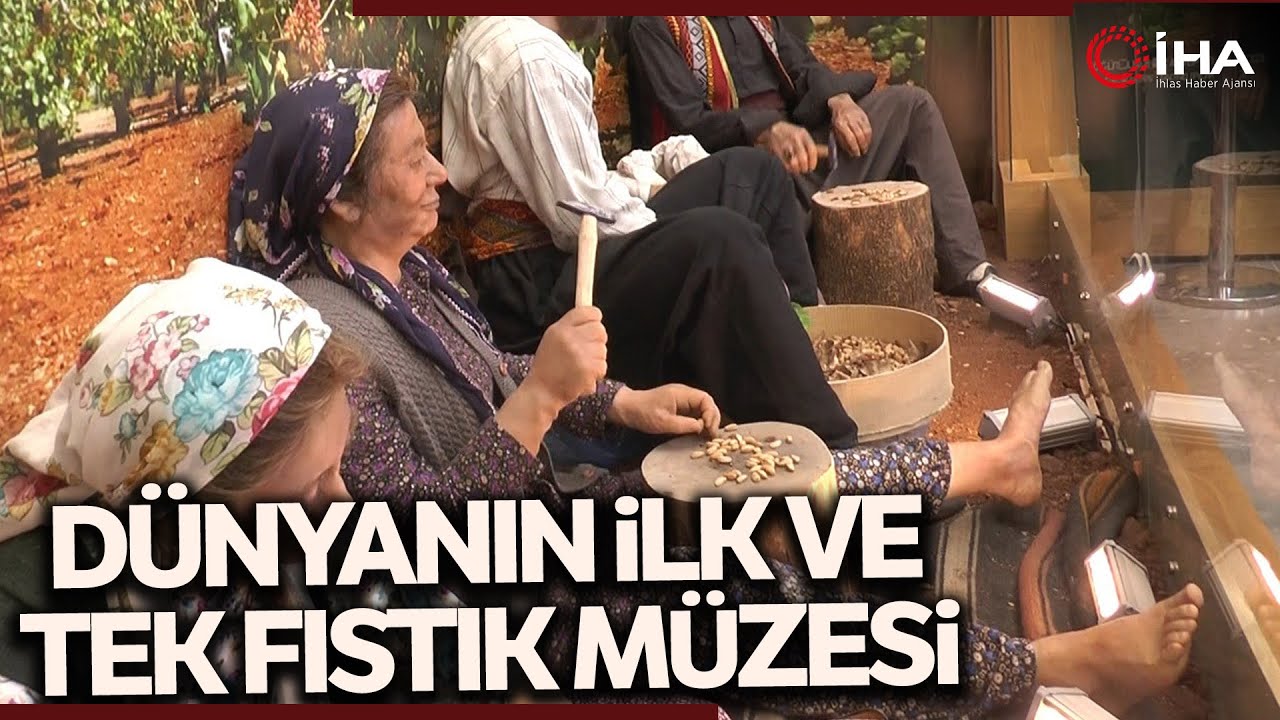 Fıstığın Başkenti Gaziantep’te Fıstığın Tarihine Yolculuk