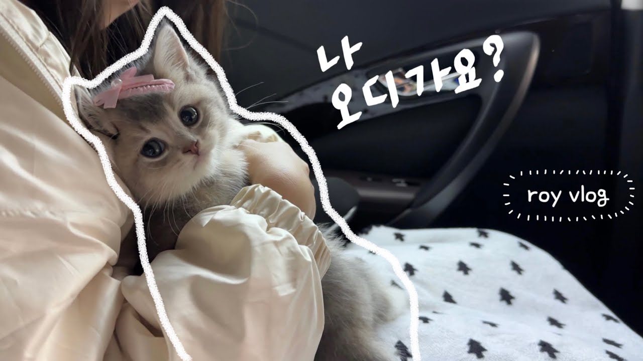 🐈 고양이 입양 브이로그 | 아기 고양이 입양 첫날 | 나도 이제 집사다 | 아기 고양이 적응기 | 초보 집사도 적응기 | 새식구 입양 브이로그