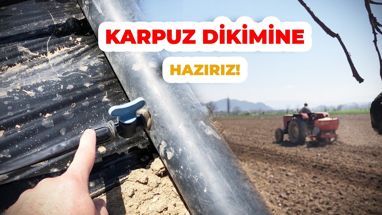 Karpuz Tarlası Karpuz Dikimine Hazır! - Gübre Atıldı - Malçlama Yapıldı - Sulama Sistemi Kuruldu