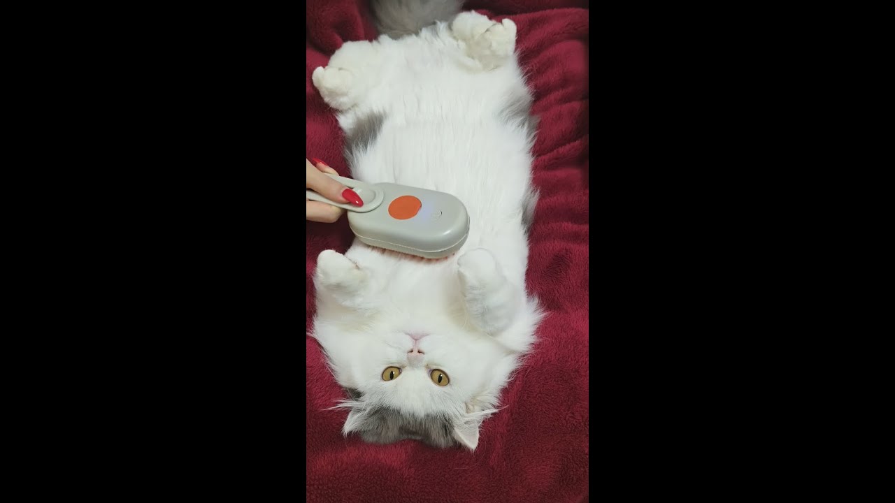 ASMR Cat Spa No Talking   Intense Ear Cleaning, Face Massage & Paw Wash Triggers 4K E24