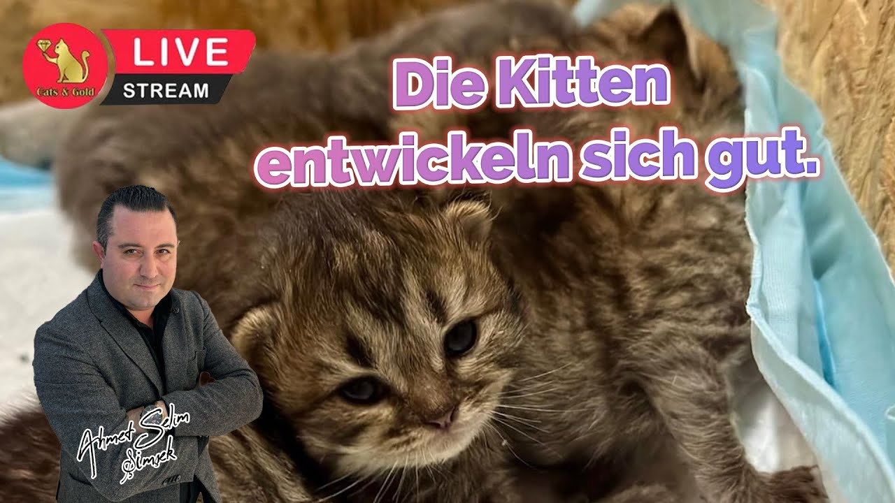 Die kitten entwickeln sich gut.