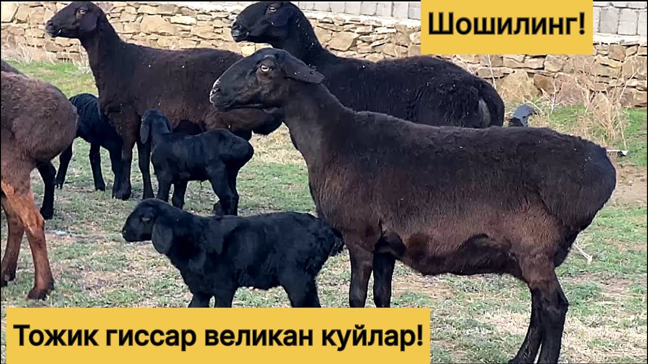 Тожик хиссори великан куйлар! 991609840☎️