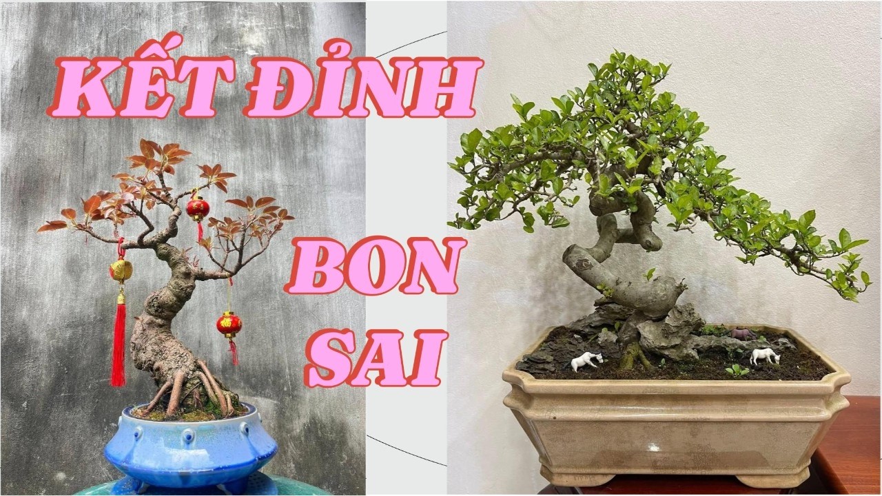 6 Kiểu Kết Đỉnh Bonsai Ai Chơi Cây Cũng Phải Biết#bonsai #bonsaivietnam #ketdinhbonsai