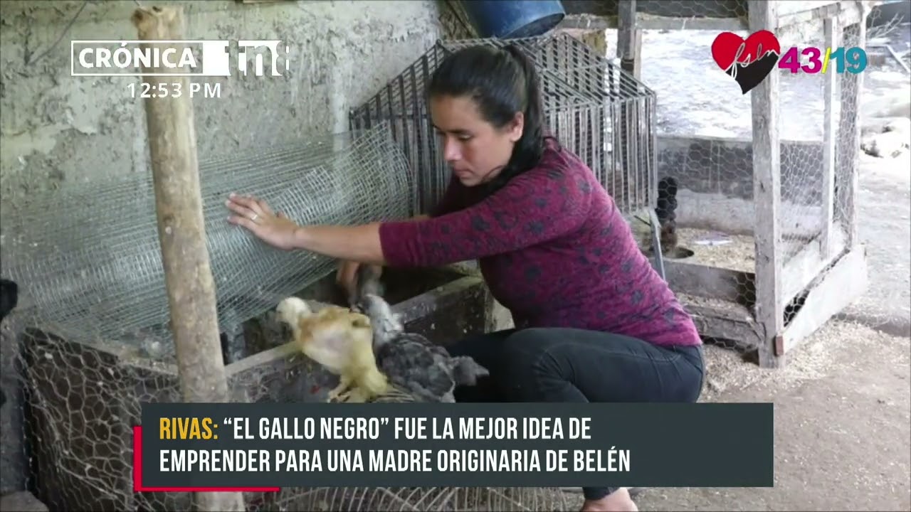 Mujer emprende exitoso negocio de aves exóticas en Rivas - Nicaragua