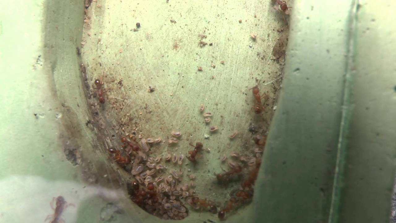 Myrmica scabrinodis colony HD