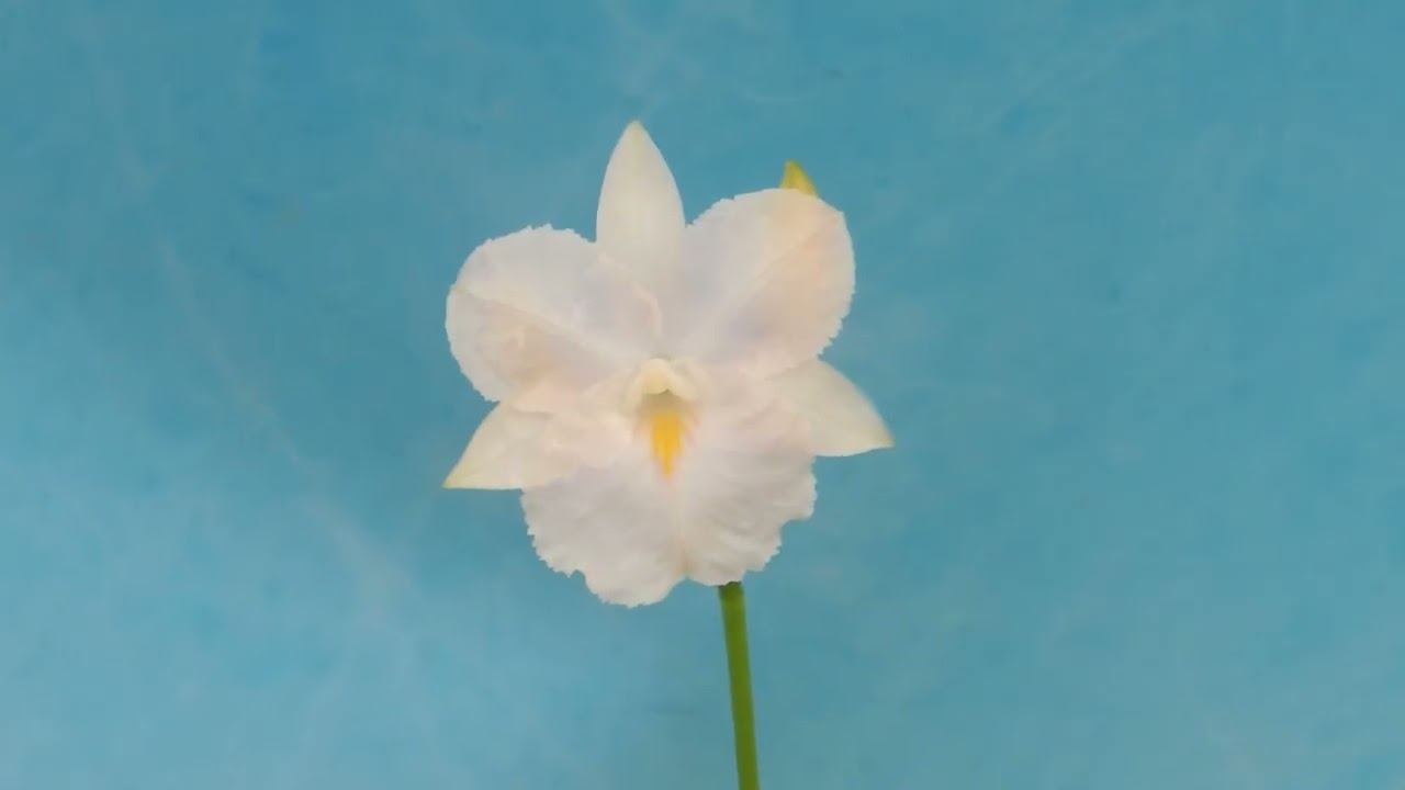 Broughtonia sanguinea f.alba`Full Moon'   (orchid)