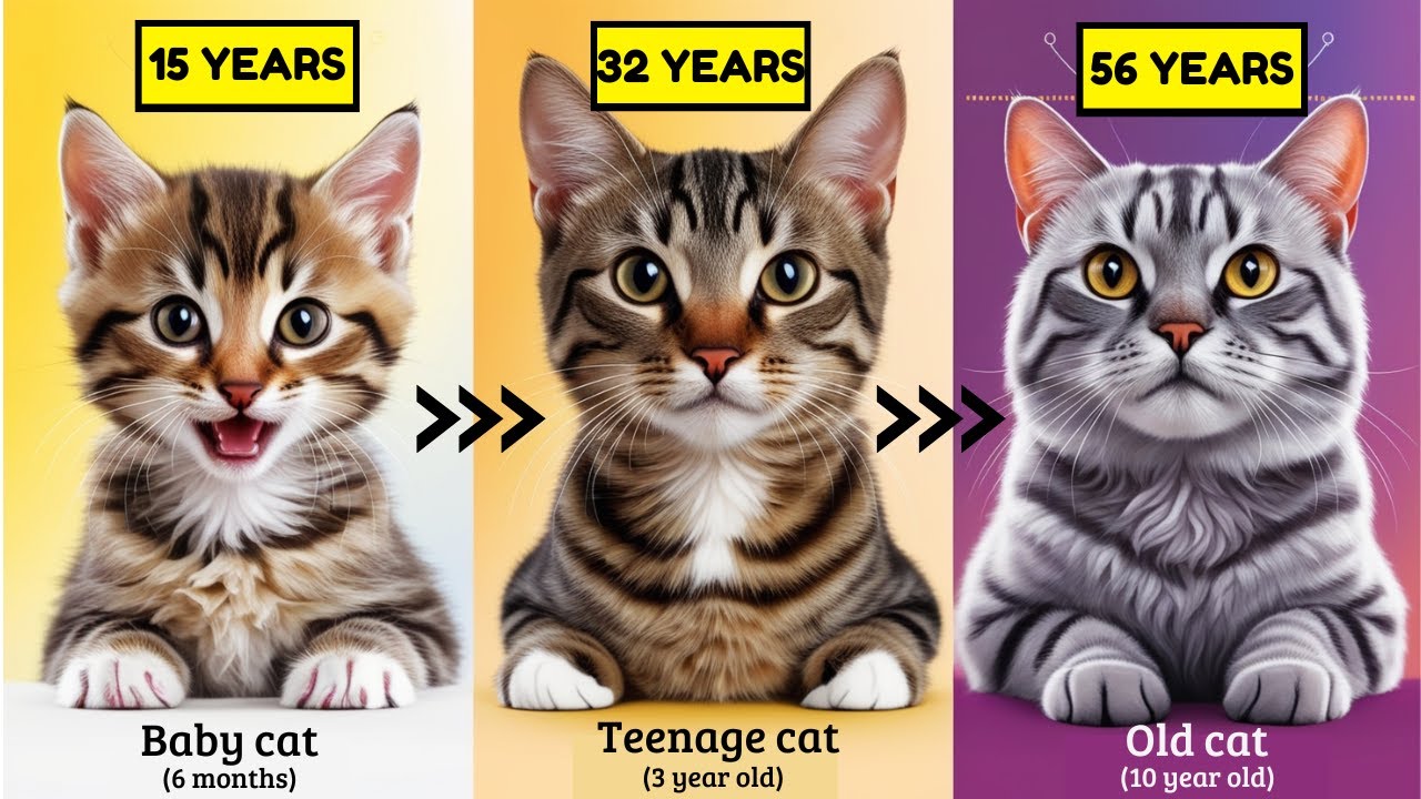 How to calculate the AGE of CATS in HUMAN YEARS ? (Prepare to Be Shocked!)