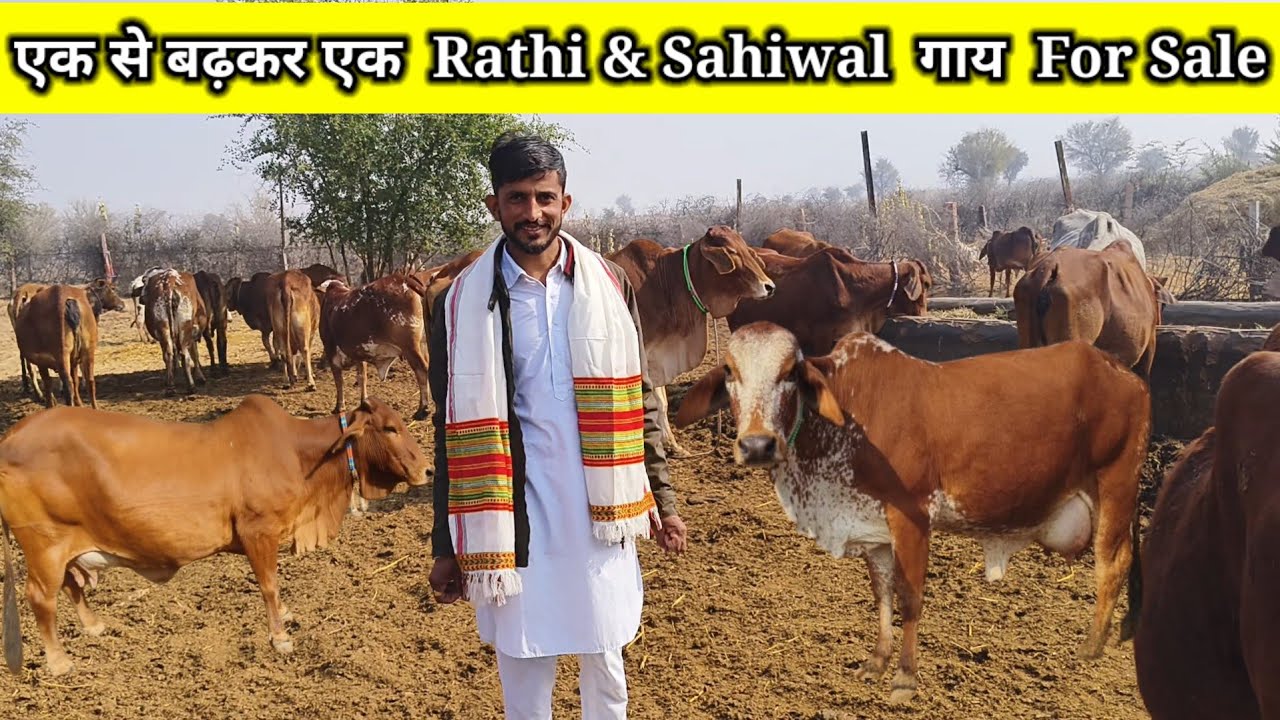 Rathi & Sahiwal Cow एक से बढ़कर एक For Sale, बॉर्डर एरिया की शुद्ध राठी गायें उपलब्ध,@PremAgroFarm 