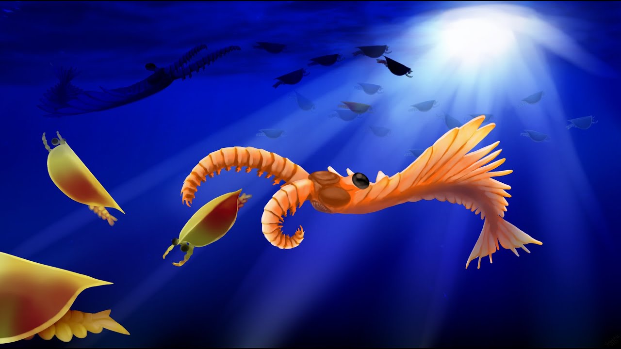 Radiodonts: 'Giants' of the Cambrian