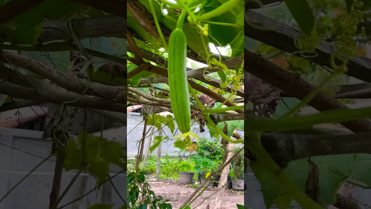 ដំណាំគ្រួសារ តែធ្វើបាន មិនច្រើនមុខបន្លែ