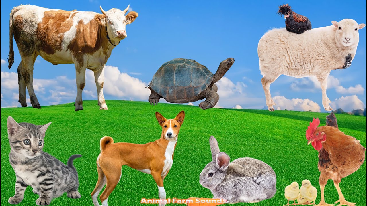 Cute Little Animals: Sheep, Rabbit, Cow, Chicken, Dog, Cat - Animal Videos